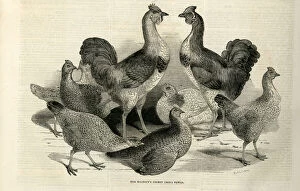 Engraving of the Cochin China Fowl kept by Queen Victoria at Windsor. Date: 1843