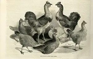Hens Prints: Engraving of the Cochin China Fowl kept by Queen Victoria at Windsor. Date: 1843