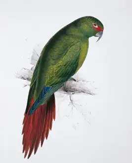 Lear Prints: Enicognathus leptorhynchus, slender-billed parakeet