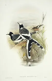 Enicurus maculatus, spotted forktail