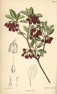 Enkianthus campanulatus, native of Japan
