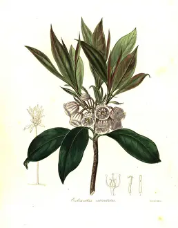 Reticulatus Prints: Enkianthus quinqueflorus
