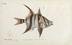 Enoplosus armatus Enoplosus armatus