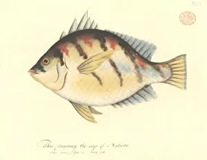 Perciform Prints: Enoplosus armatus, old wife