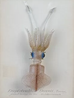 Rudolf Blaschka Collection: Enoploteuthis owenii, squid