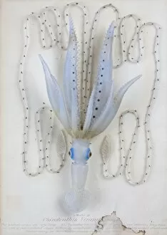 Rudolf Blaschka Collection: Enoploteuthis veranii, squid