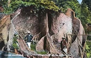 Buttresses Gallery: Enormous cotton tree, Sierra Leone, West Africa