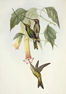 Apodiformes Gallery: Ensifera ensifera, sword-billed hummingbird