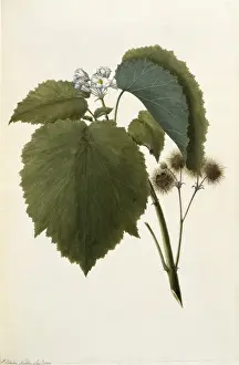 Fred Polydore Nodder Prints: Entelea arborescens, whau tree