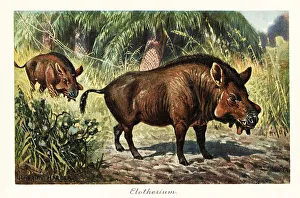 Pleistocene Prints: Entelodon, extinct genus of entelodont artiodactyl