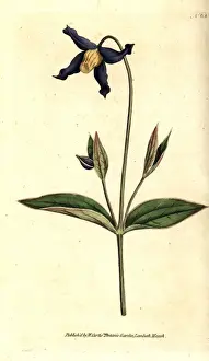 Entire-leaved clematis or virgins bower