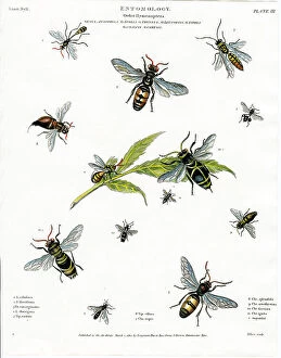 Fauna Collection: Entomol0Gy - Flies