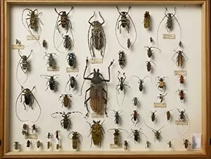 Alfred Russel Gallery: Entomological Specimens