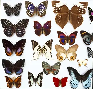Entomological specimens of Lepidoptera