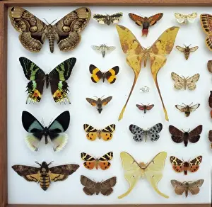 Entomological specimens of Lepidoptera