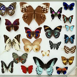 Arthropoda Collection: Entomological specimens of Lepidoptera