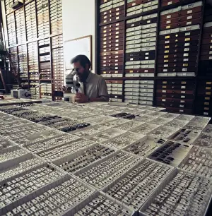 Entomologist with insect specimens