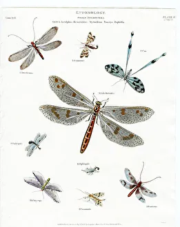 Entomology - Dragonflies