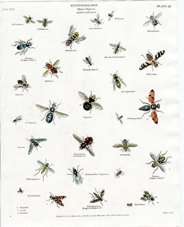 Flies Collection: Entomology - Flies