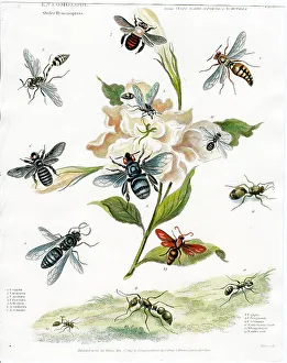 Entomology - Flies