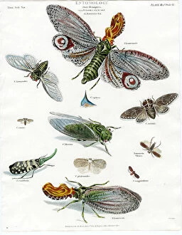 Moths Collection: Entomology - Moths