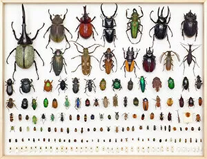 Beetle Gallery: Entomology Specimens