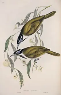 Entomyzon cyanotis, blue-faced honeyeater