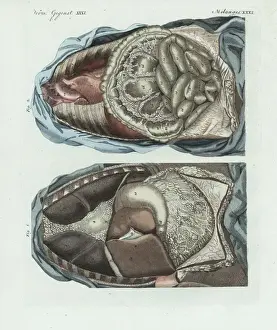 The entrails in the human body