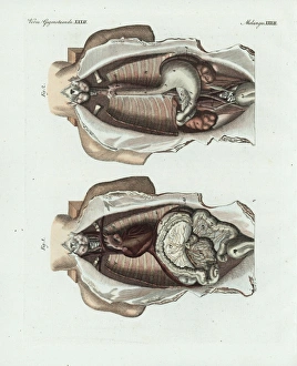 Stomach Gallery: Entrails in the human body