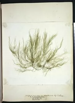 Algal Gallery: Entromorpha clathrata, seaweed