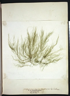 Algal Gallery: Entromorpha clathrata, seaweed