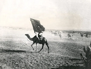 WWI Animals Gallery: Entry into Aqaba, Battle of Aqaba, Jordan, WW1