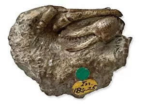 Crustacea Collection: Eocarcinus, the oldest crab fossil ever found