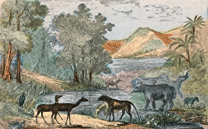 Eocene Gallery: Eocene L scape / Animals