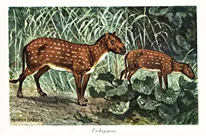 Eocene Prints: Eohippus angustidens, extinct species of small equid ungulate