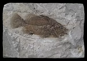 Tertiary Gallery: Eolates gracilis, fossil fish