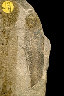 Tertiary Period Gallery: Eomyctophum koraense