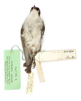 Images Dated 21st February 2008: Eopsaltria leucura