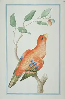 Loten Prints: Eos rubra, red lory