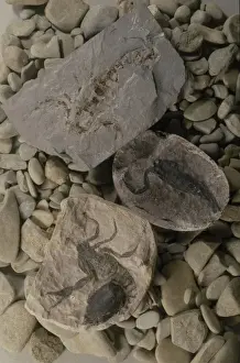 Scorpion Prints: Eoscorpius sparthensis, fossil scorpion