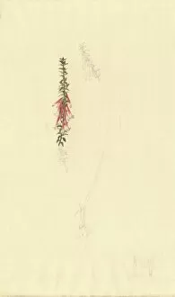 Fuchsia Collection: Epacris longiflora, fuschia heath