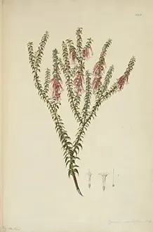 Epacris longiflora, fuschia heath