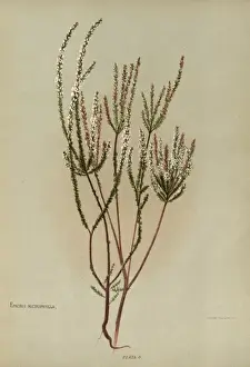 Hetley Prints: Epacris Microphylla or Coral Heath