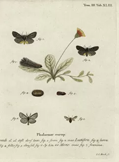 Moths Gallery: Epatolmis caesarea and Penthophera morio moths