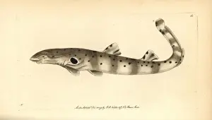 Epaulette Prints: Epaulette shark, Hemiscyllium ocellatum