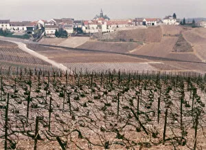 Champagne Collection: Epernay Vineyard, 1987