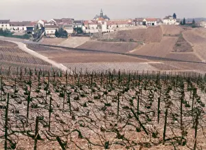 Vineyard Prints: Epernay Vineyard, 1987
