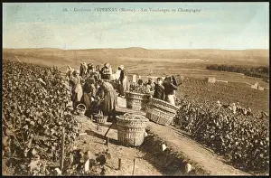 Vineyards Prints: Epernay Vineyards