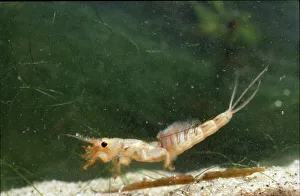Aquatic Gallery: Ephemera danica, mayfly larva