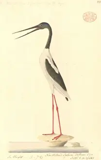 Necked Prints: Ephippiorhynchus asiaticus, black-necked stork